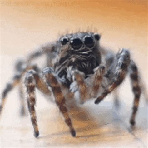 gif pająk|Skaczący pająk (jumping spider) .